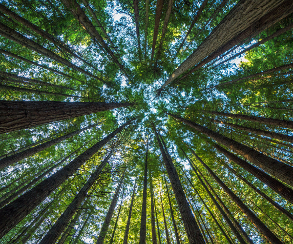 Copy-of-Copy-of-Drumroll-New-Website-Launch-Email-Header Eenhoorn Trees