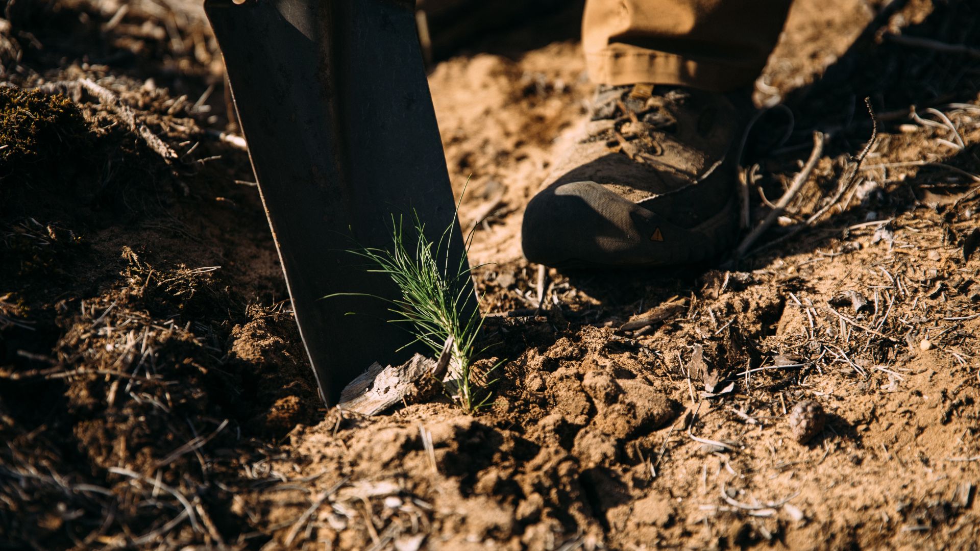 Eenhoorn Plants 20,000 Trees With The Arbor Day Foundation - Image Of A Tree and the Arbor Day Foundation Logo