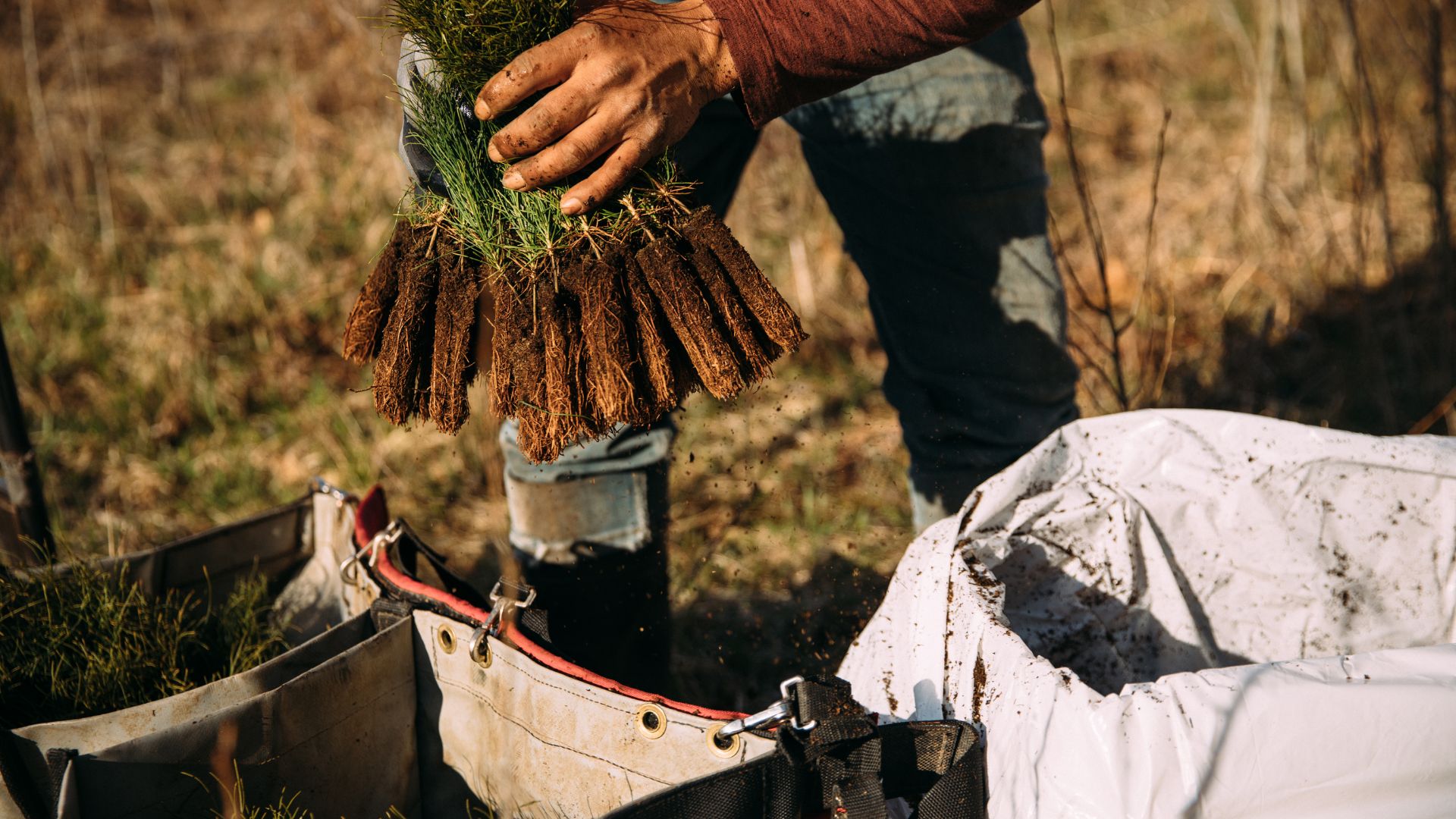 Eenhoorn Plants 20,000 Trees With The Arbor Day Foundation - Image Of A Tree Being Planted