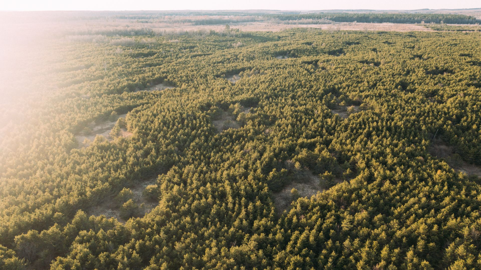 3-2 Eenhoorn Plants 20,000 Trees With The Arbor Day Foundation - Image Of A Tree With Description Of Our Initiative